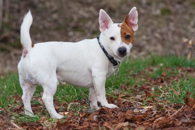 Jack Russell Teriyeri