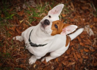 Jack Russell Teriyeri