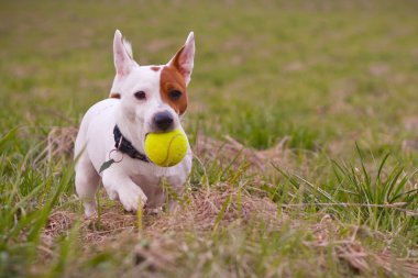 Jack Russell Teriyer top ile