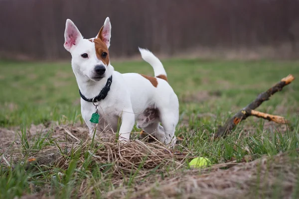 Jack russell terrier de — Foto de Stock