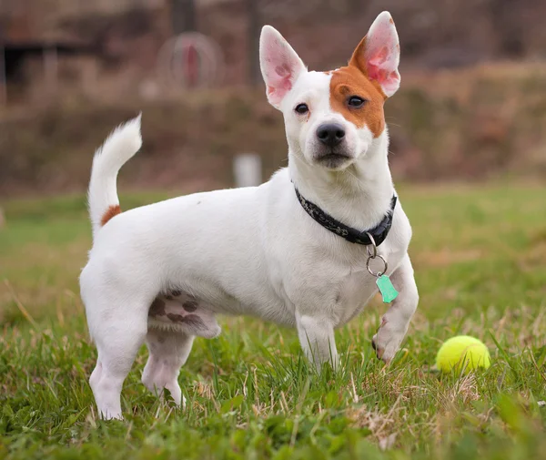 Jack Russell Teriyeri — Stok fotoğraf