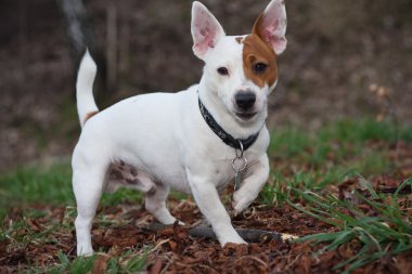 Jack Russell Teriyeri
