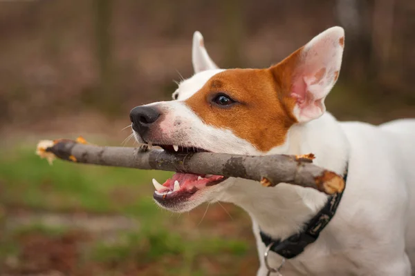 Terrier playing with stick — Stock Photo, Image