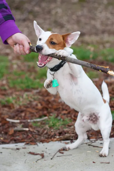 Terrier spielt mit Stock — Stockfoto