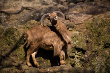 Kaya keçisi doğa parkında