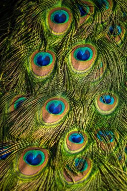 Doğada taçlandırılmış tavus kuşu detayı