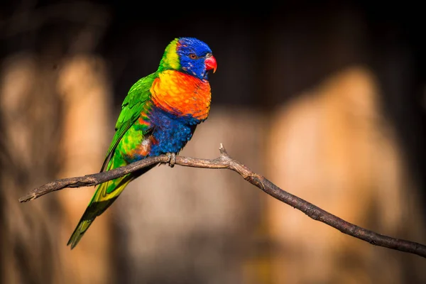 Πουλί Lori Lorikeet Στο Πάρκο Της Φύσης — Φωτογραφία Αρχείου