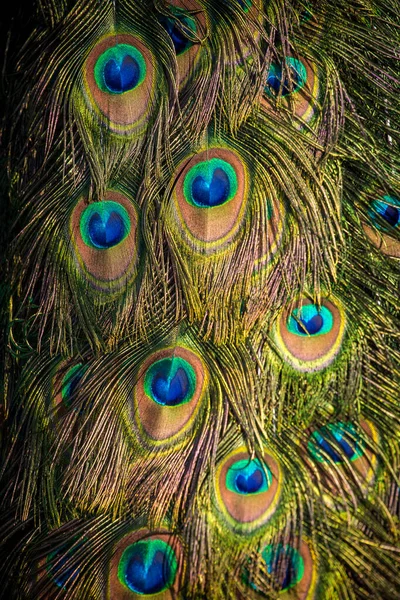 Crowned Peacock Detail Nature — Stock Photo, Image