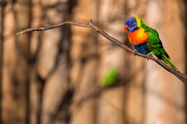 Lori Lorikeet Fågel Naturparken — Stockfoto