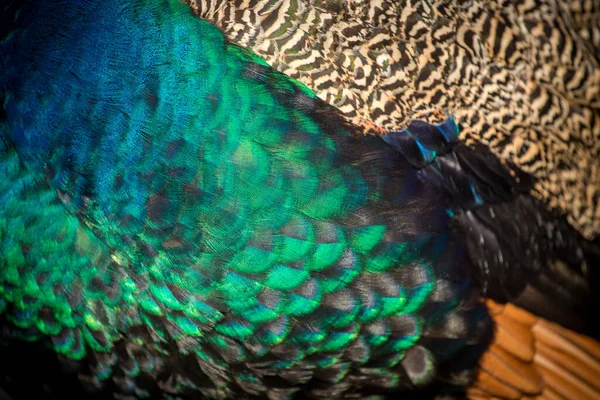 Detalhe Pavão Coroado Natureza — Fotografia de Stock