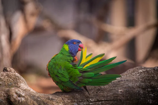 Lori Lorikeet Fågel Naturparken — Stockfoto