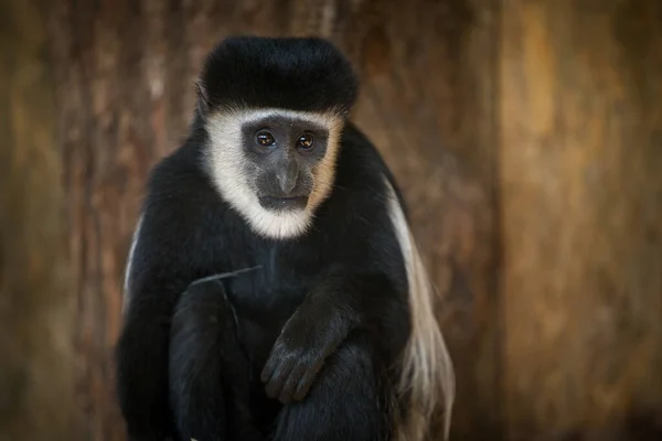 Mantle Guereza Monkey Zoo Prague — Stock Photo, Image
