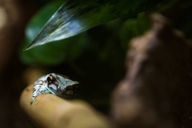 Kurbağa ağacı kurbağa arısı. 