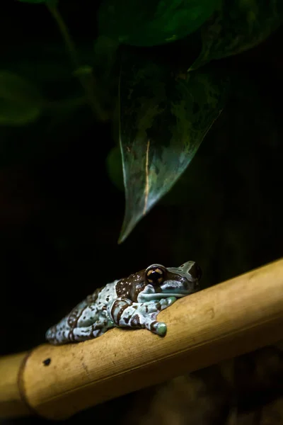 개구리 개구리 개구리의 — 스톡 사진