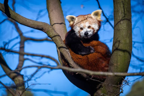 Rode Panda Bomen — Stockfoto
