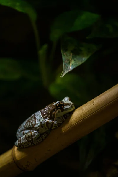 개구리 개구리 개구리의 — 스톡 사진