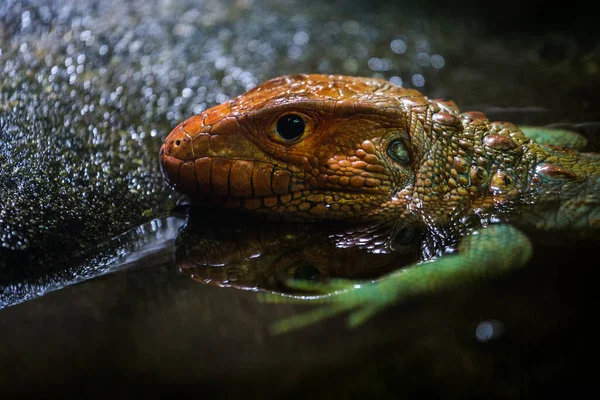 Jaszczurka Crested Krokodyl Parku Przyrody — Zdjęcie stockowe