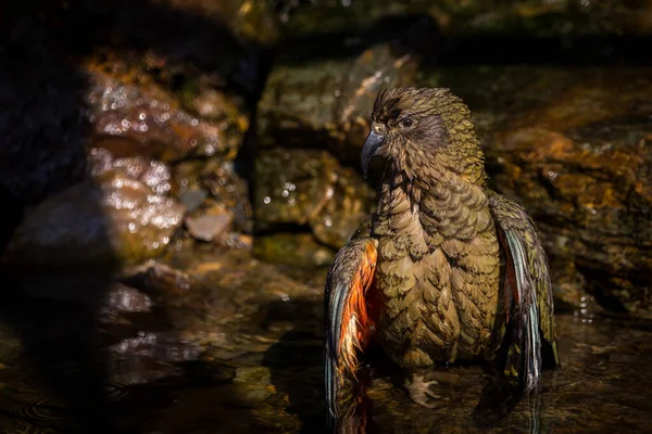 Nestor Kea Bebida Zoológico — Foto de Stock