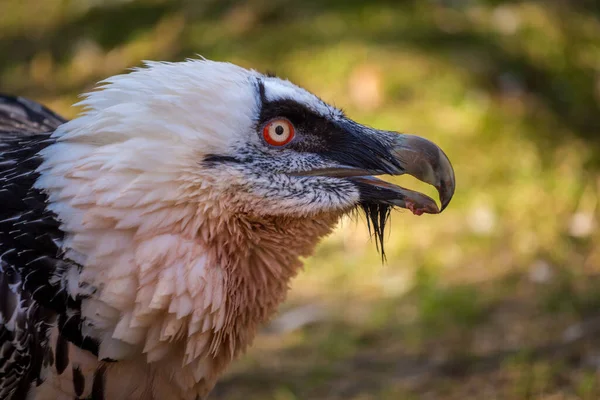 Bearded Vulture Portrait Nature Park — Stock Photo, Image