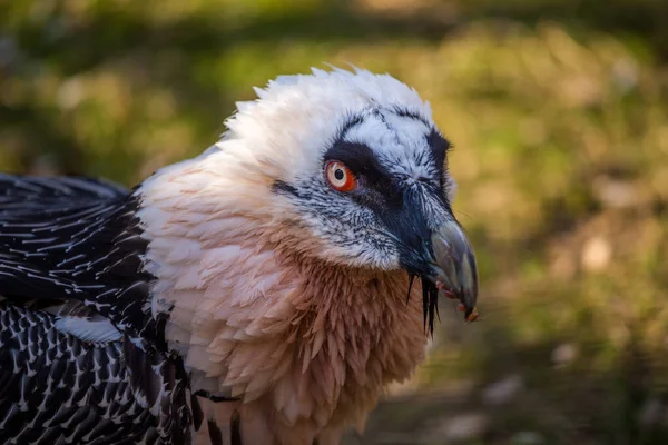 自然公园里长胡子秃鹫肖像 — 图库照片