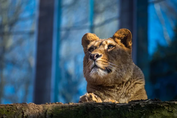 Potret Berber Lion Taman Alam — Stok Foto