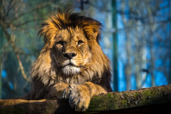 Berber Lion Portrait Nature Park — Stock Photo, Image