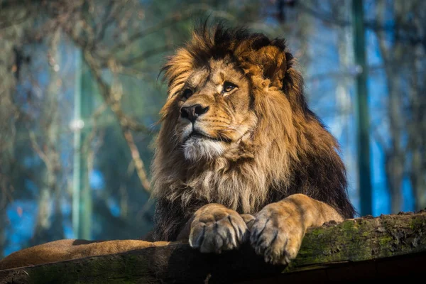 自然公園内のバーバーライオンの肖像 — ストック写真