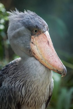 Balaeniceps doğa parkında Rex portresi