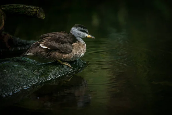 Gebogen Eend Natuurpark — Stockfoto