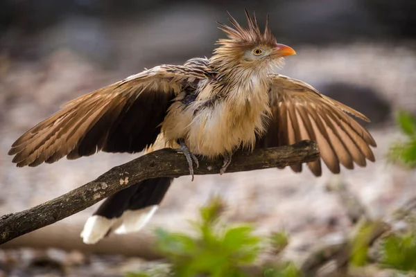Guira Guira Kuşu Doğada — Stok fotoğraf