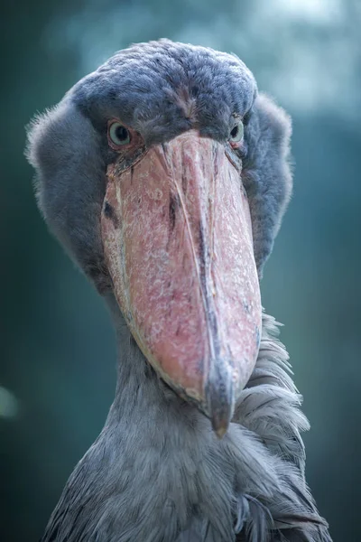 Balaeniceps Rex Porträtt Naturparken — Stockfoto