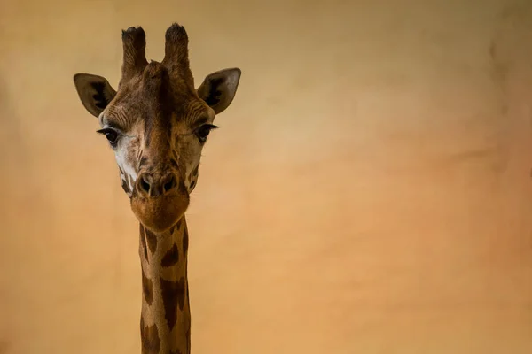 Rothschild Giraffe Portrait Zoo Park — Stock Photo, Image