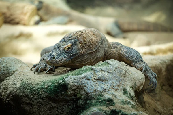 Retrato Dragão Komodo Parque Natural — Fotografia de Stock
