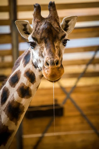 Retrato Jirafa Rothschild Parque Zoológico —  Fotos de Stock