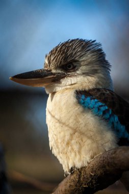 Mavi kanatlı Kingfisher sopada