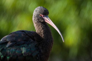 Plegadis chihi kuşu doğada 