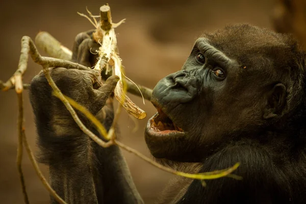 Gorilla Con Bastone Natura — Foto Stock