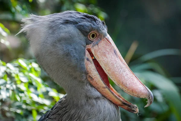 Afrikaanse Boattail Portret Afrika — Stockfoto