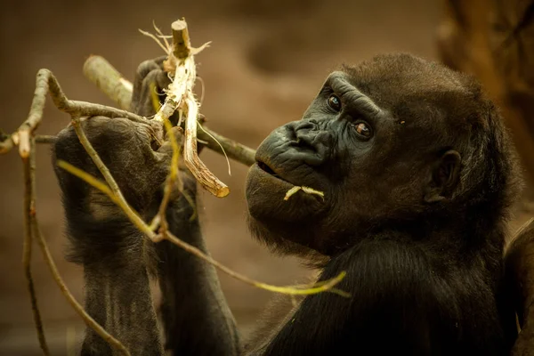 Gorilla Mit Stock Der Natur — Stockfoto