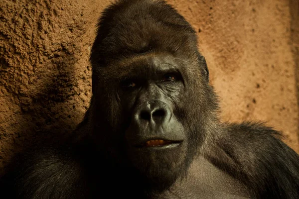 Retrato Gorila Macho Alfa — Fotografia de Stock
