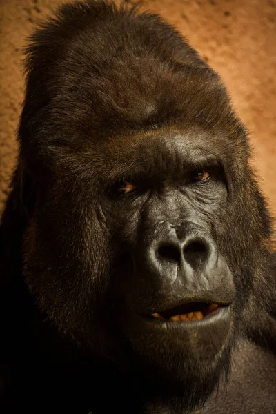 Portré Egy Alfahím Gorilláról — Stock Fotó