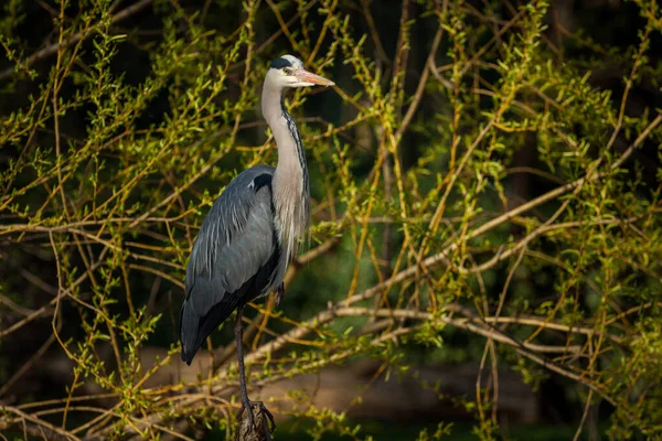 Garza Gris Las Ramas — Foto de Stock