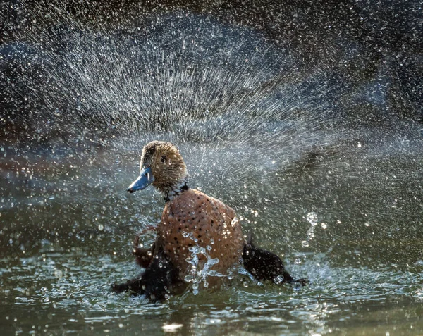 Πάπια Πιτσιλίζει Νερό Στο Πάρκο Της Φύσης — Φωτογραφία Αρχείου