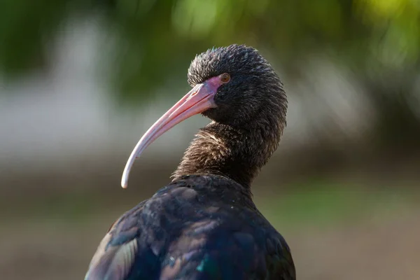 Uccello Plegadis Chihi Natura — Foto Stock