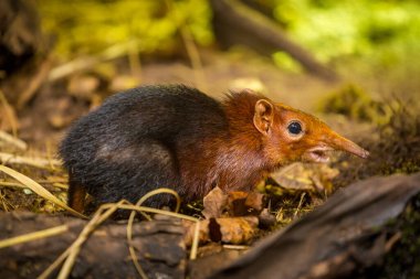 black and rufous sengi portrait in nature