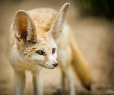 Fennec Fox 'un doğa parkındaki portresi