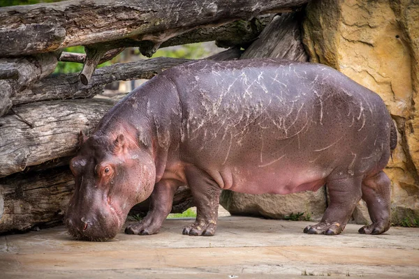 Hippopotamus Portrait Nature Park — Stock Photo, Image