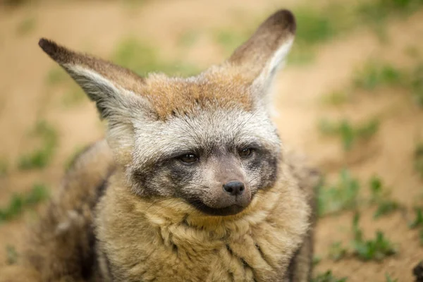 自然中的蝙蝠耳朵狐狸肖像 — 图库照片