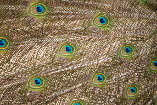 孔雀和美丽的孔雀羽毛 — 图库照片
