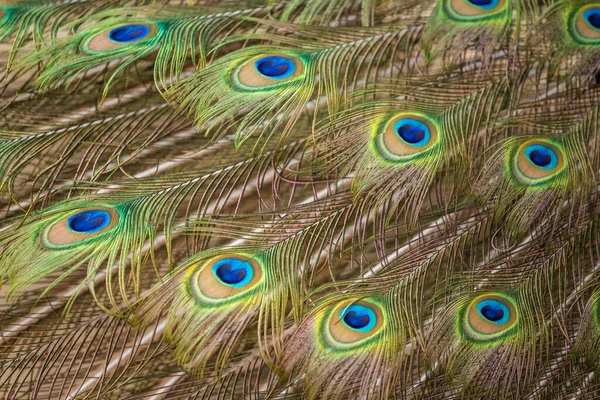 Pfau Und Schöne Pfauenfedern — Stockfoto